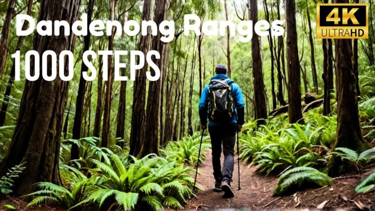 Hiking 1000 Steps at Mount Dandenong Ranges – Ultimate Guide Melbourne